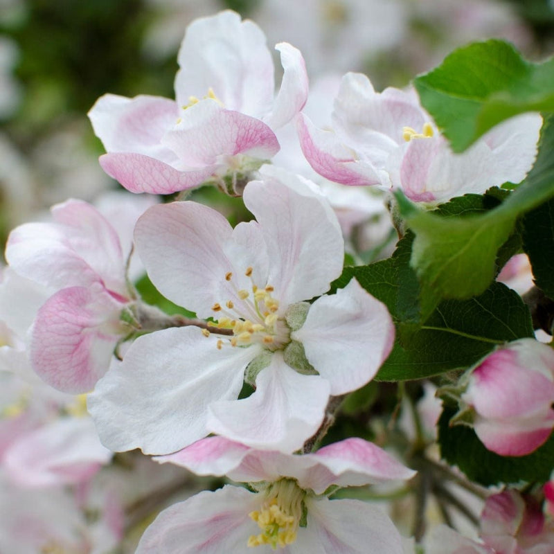 Bio malus domestica bloesem aan tak