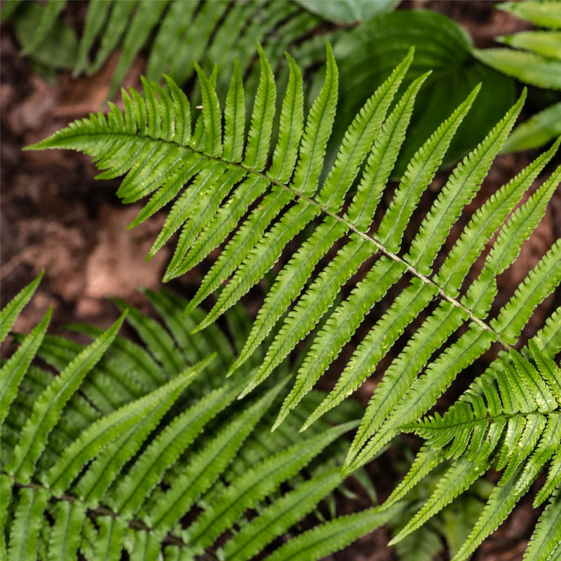 Manvaren biologisch, ook wel Dryopteris atrata, groene dunne veervormige bladen, in puntvormige bladschijf aan een bladsteel