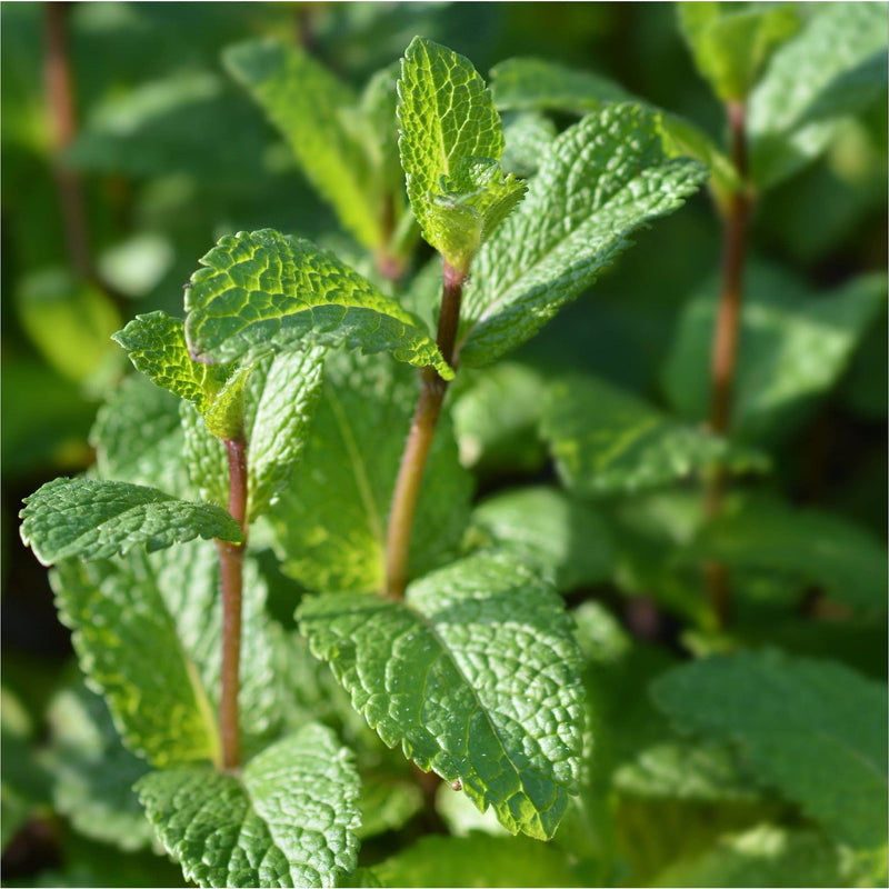 Close up van Marokkaanse munt biologisch, ook wel Mentha spicata, rechte bruine stengels met gekartelde bobbelige groene bladeren