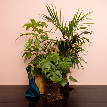 Mega Jungle Mega Jungle