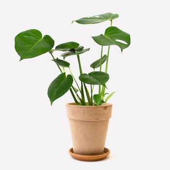 Monstera Deliciosa in pot 🎁 Monstera Deliciosa in pot 🎁