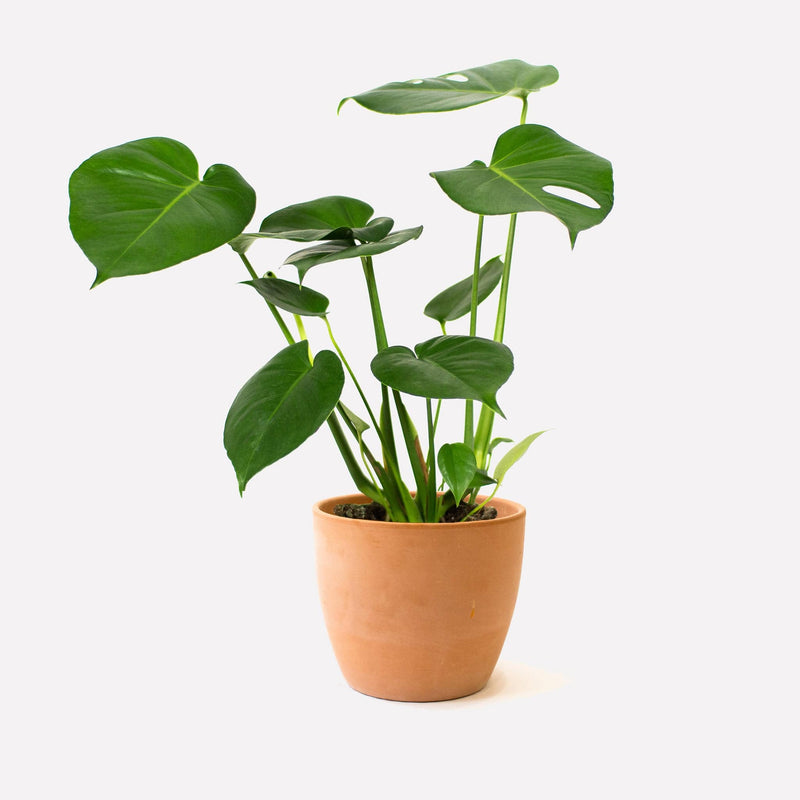 Monstera Deliciosa in pot 🎁
