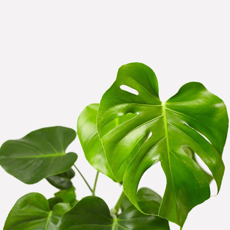 monstera deliciosa, close up van blad met gaten