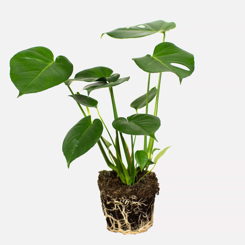 monstera deliciosa, hele plant met kluit