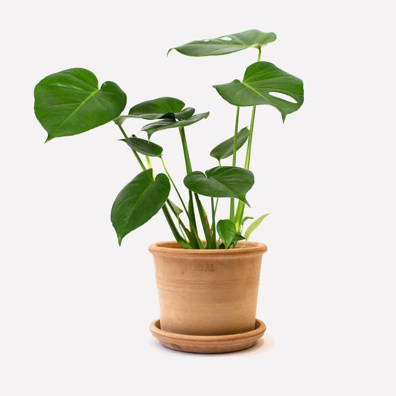 Monstera Deliciosa in pot 🎁