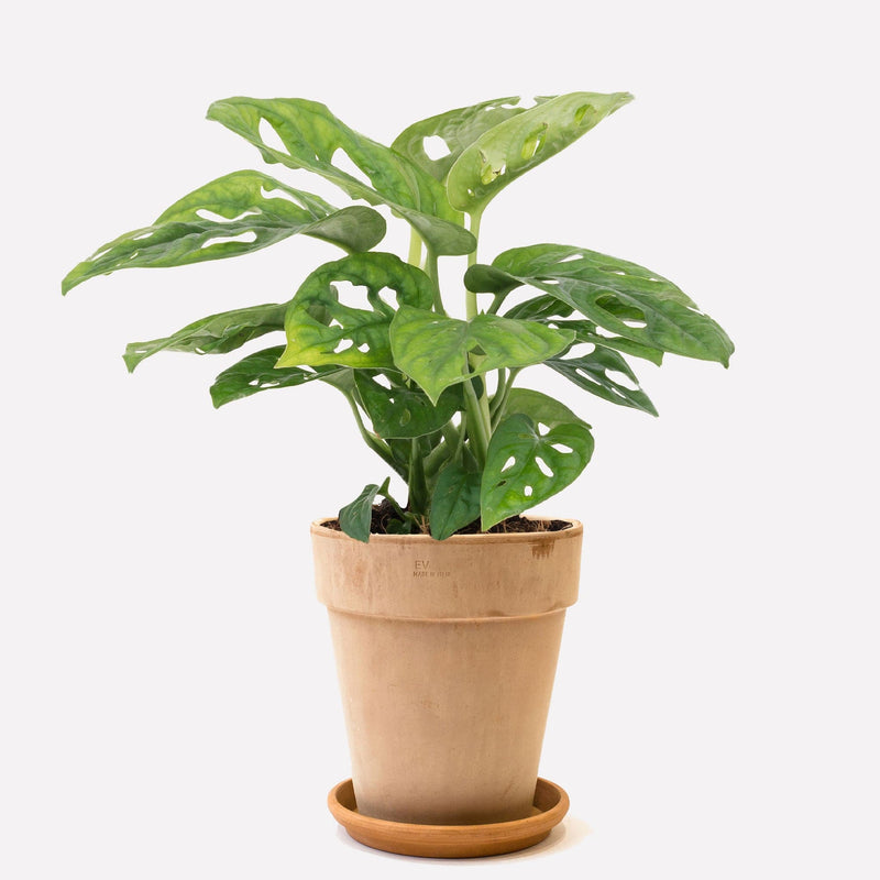 Monkey Monstera