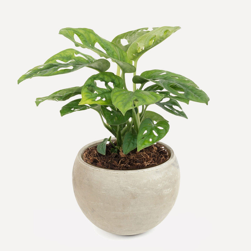 Monkey Monstera