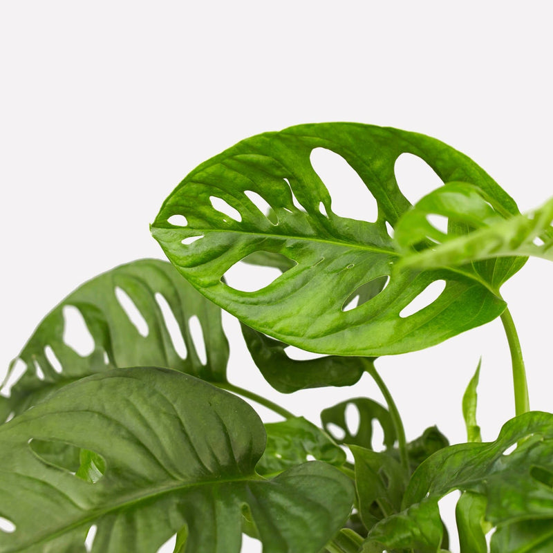 monstera monkey mask, kleine bladeren met gaten.