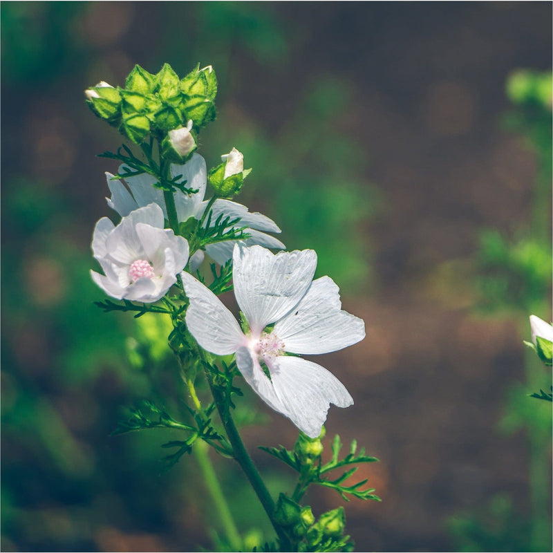 Muskuskaasjeskruid, witte bloemen met hartvormige bladeren en lichtroze stampers, aan groene stengel met knoppen in de top