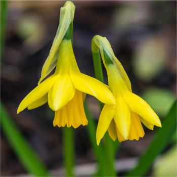 Narcis Tête à Tête Narcis Tête à Tête
