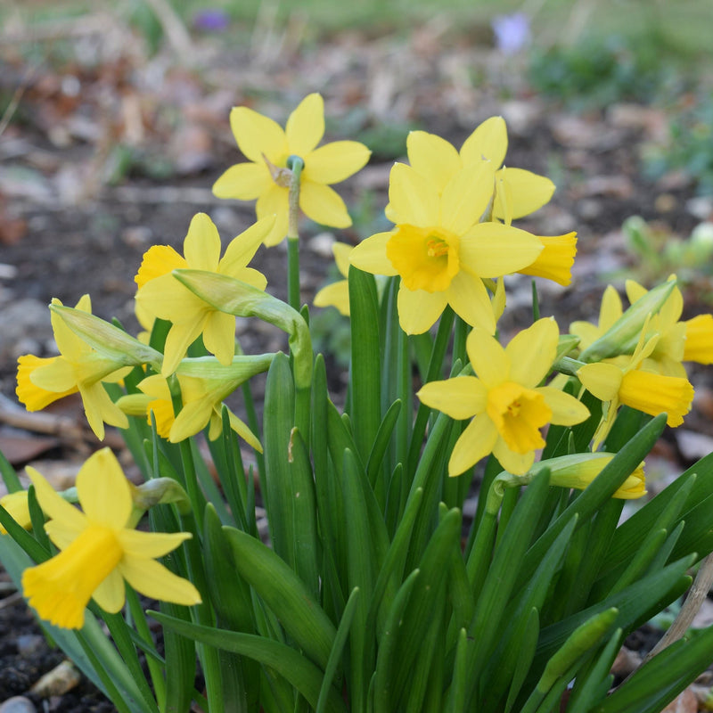 Klassieke, gele narcissen