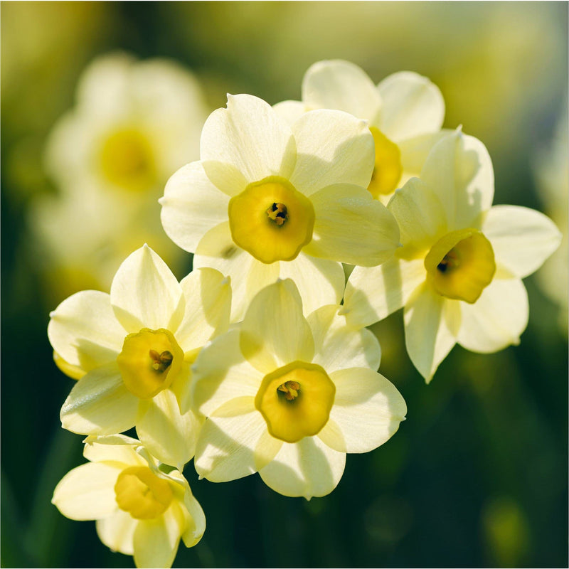 lichtgele narcissen met donker hart