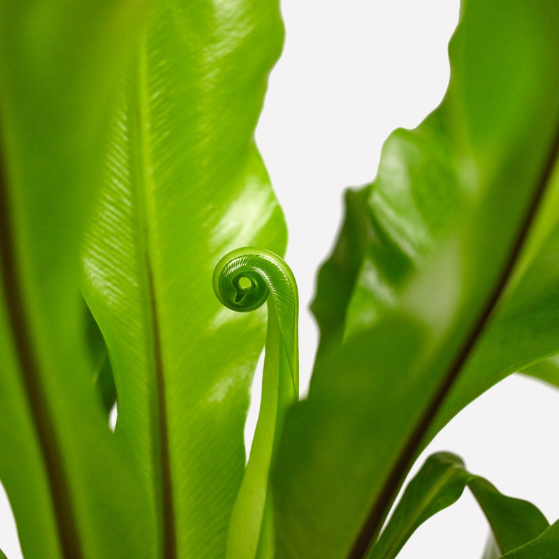 nestvaren, close up van nieuw blad.