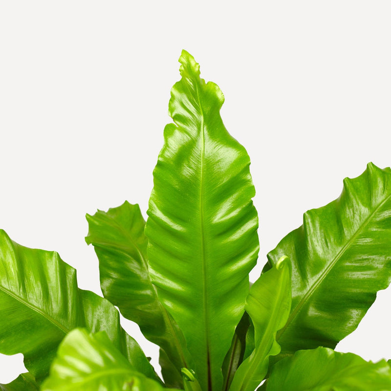 nestvaren,  lange, frisgroene bladeren.