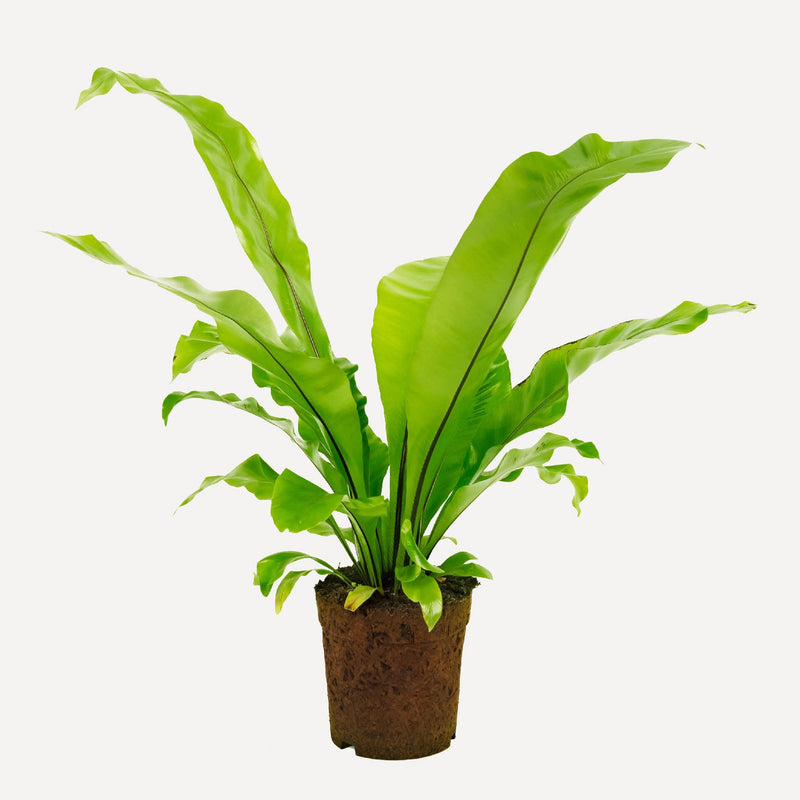 nestvaren, hele plant met lange, frisgroene bladeren.