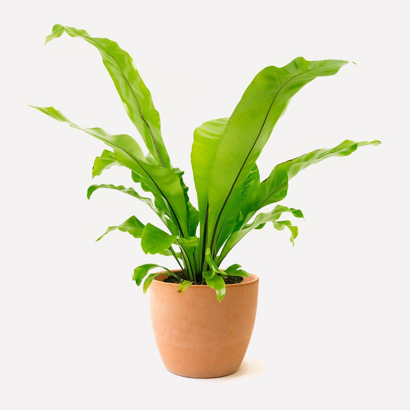 Nestvaren in pot 🎁