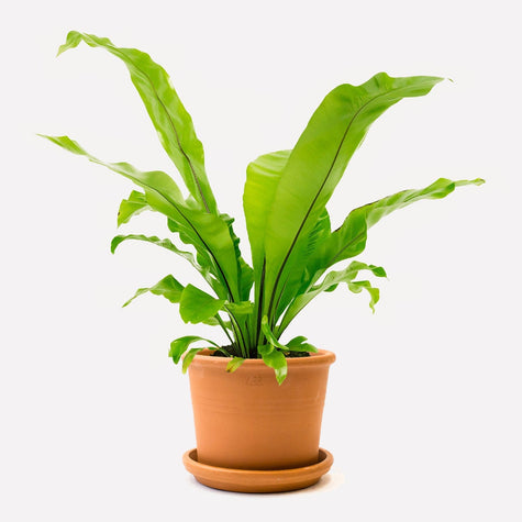 Nestvaren in pot 🎁 Nestvaren in pot 🎁