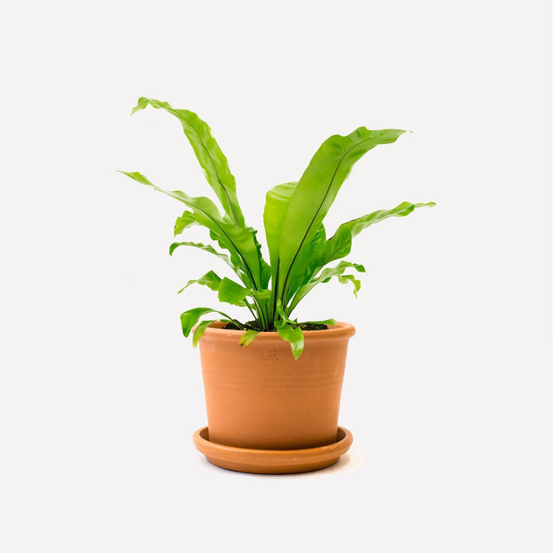 Nestvaren in retro terracotta pot