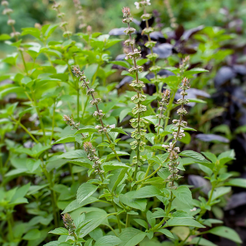 thaise basilicum, lange stelen met blaadjes en bloemen