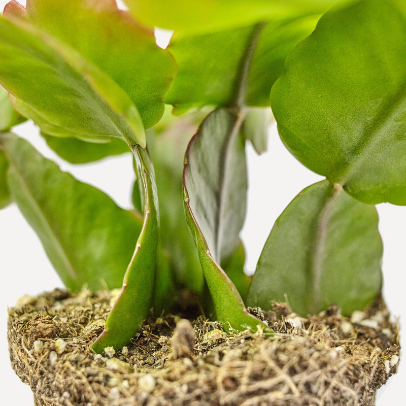 Oma's Rhipsalis in close up