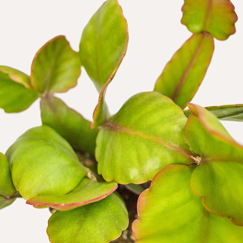 Oma's Rhipsalis in close up
