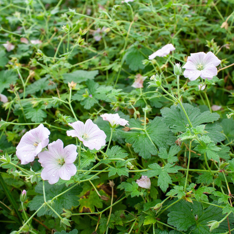geranium dreamland, bodembedekker met  roze bloemen in groene bladeren