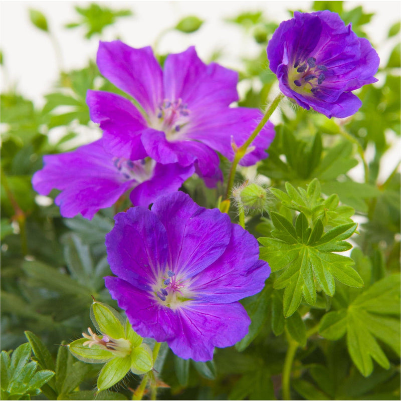 Close up van ooievaarsbek, felpaarse bloemen met gelig hart en paarse stampers, tussen groene ingesneden bladeren