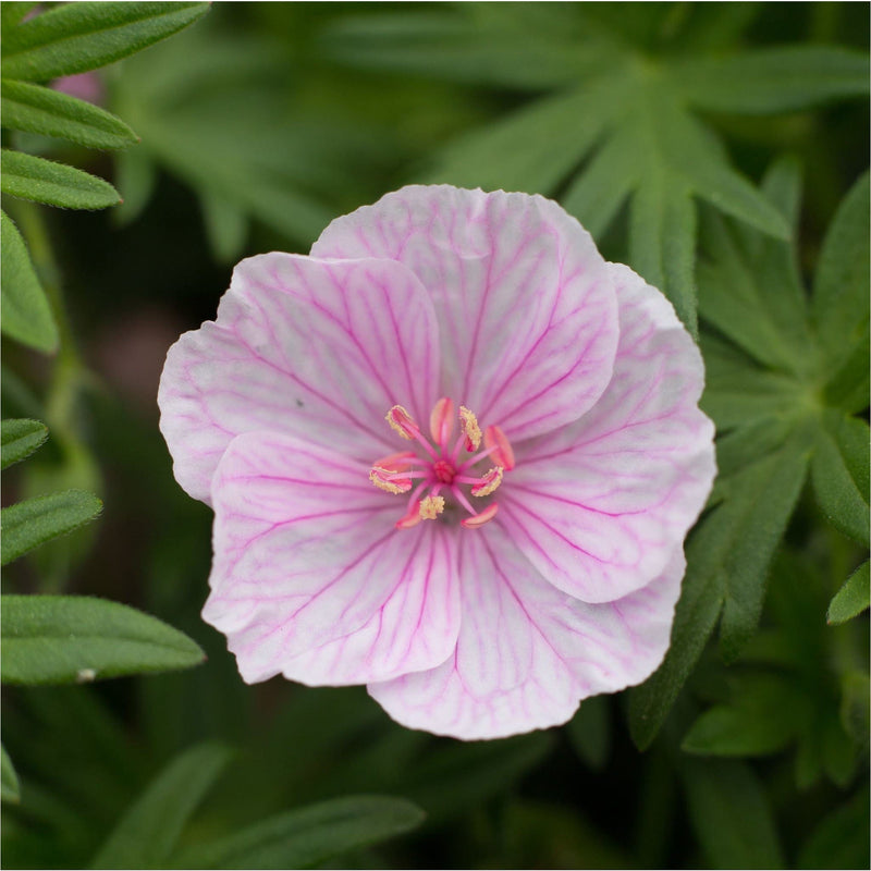 Close up van ooievaarsbek, lichtroze bloem met felroze aderen die leiden naar de geel-roze stamper, tussen groen blad