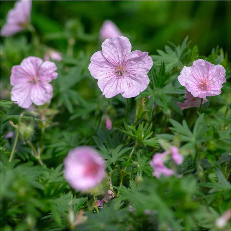 Zacht roze bloemen van de ooievaarsbek, met donkerroze lijntjes die leiden naar de stamper, tussen groen blad