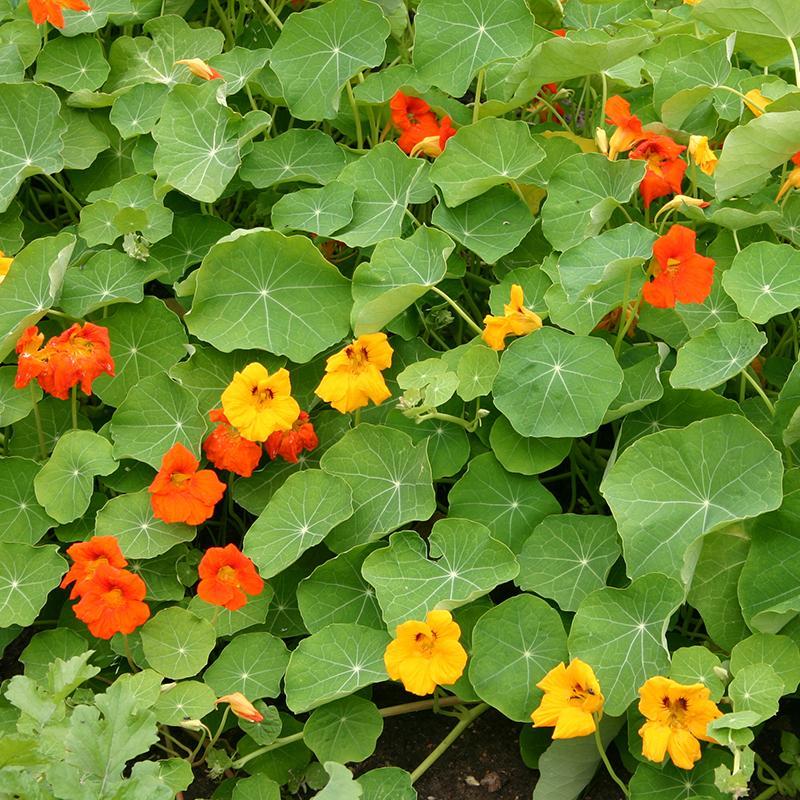 Oost Indische kers, een veld weelderige groene bladeren met witte aderen, met oranje en gele bloemen