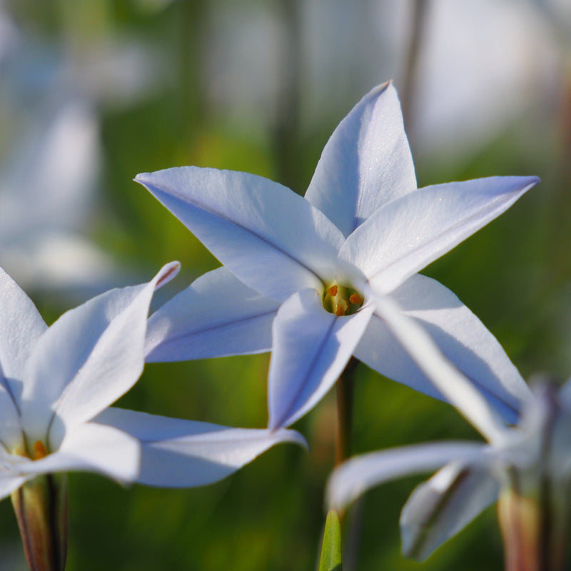 oude wijfjes, close up van lichtblauw bloemetje