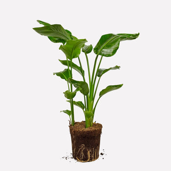 Paradijsvogelplant Paradijsvogelplant