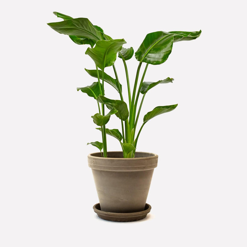 Grote paradijsvogelplant in strakke ronde grijze terracotta pot