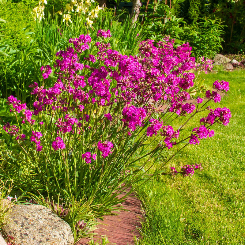 biologische pekanjer, paars-roze bloemen aan de rand van een border met gras