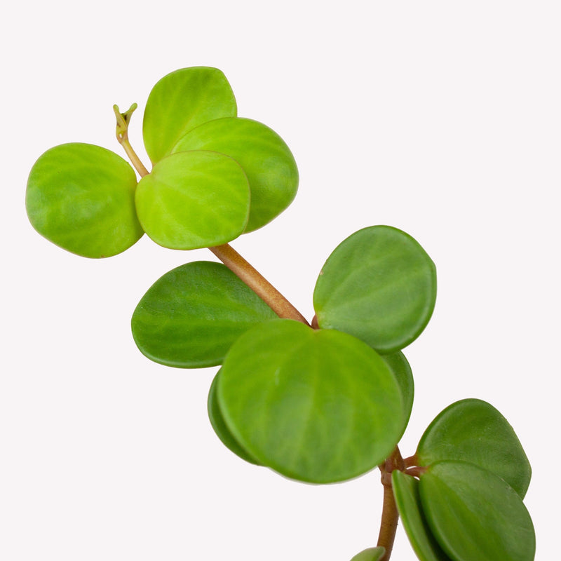 peperomia hope, close up van rond, groen blad