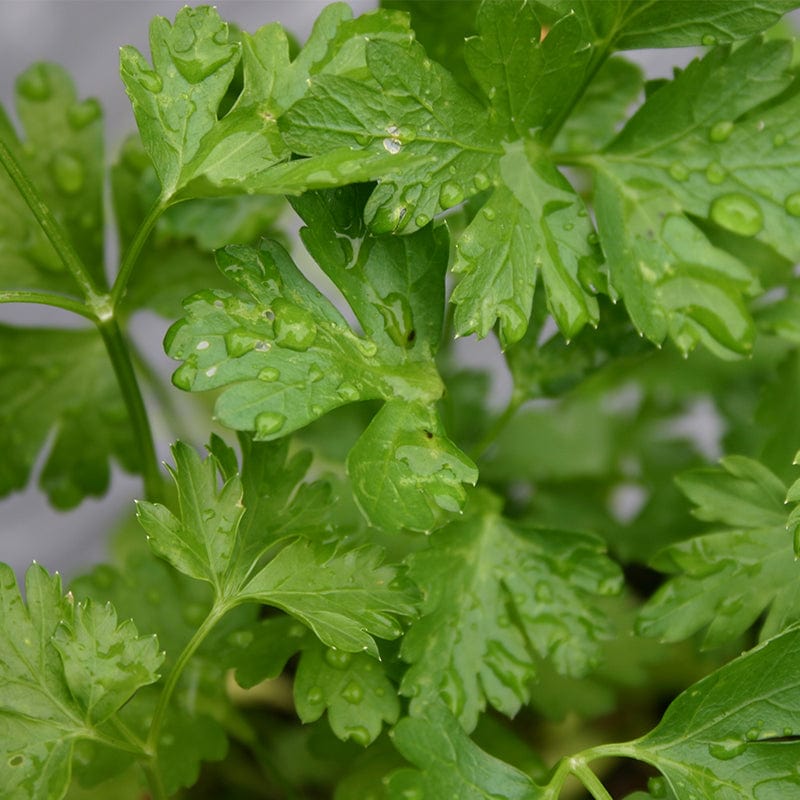 Peterselie met waterdruppels op volgroen gekarteld blad