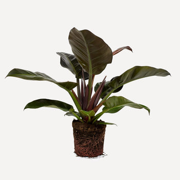Philodendron Imperial Red Philodendron Imperial Red
