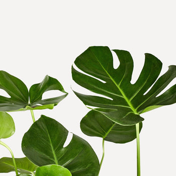 Philodendron Monstera Deliciosa Philodendron Monstera Deliciosa