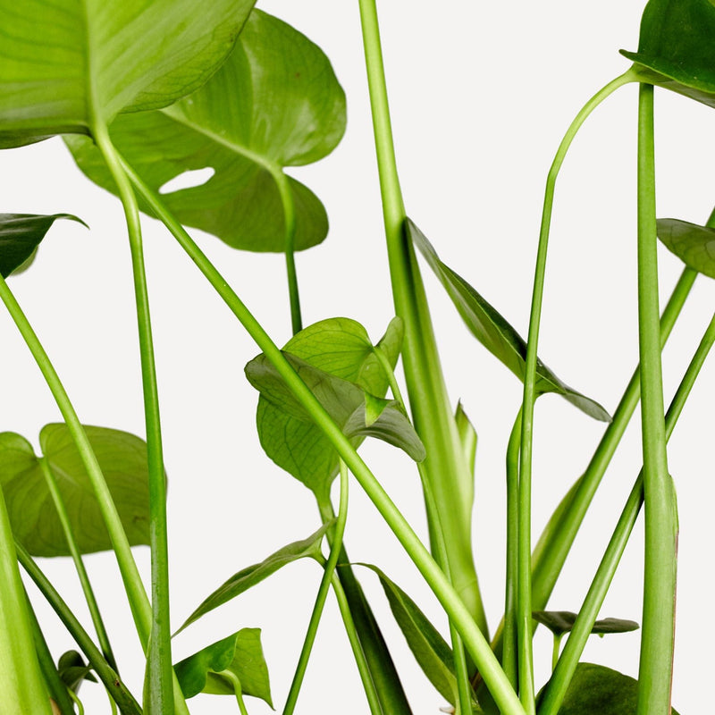 Monstera, stengels met grote bladeren.