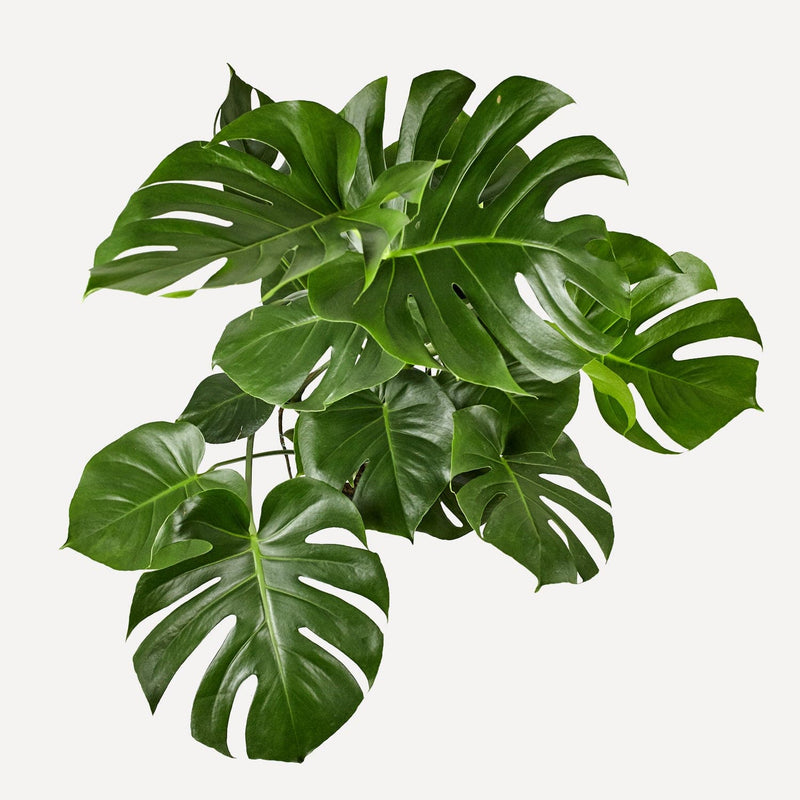 Monstera, plant van bovenaf gezien met grote bladeren met gaten.