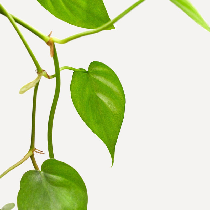 philodendron scandens bladeren hangend