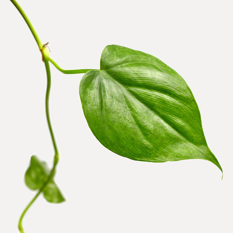 philodendron scandens blad close up