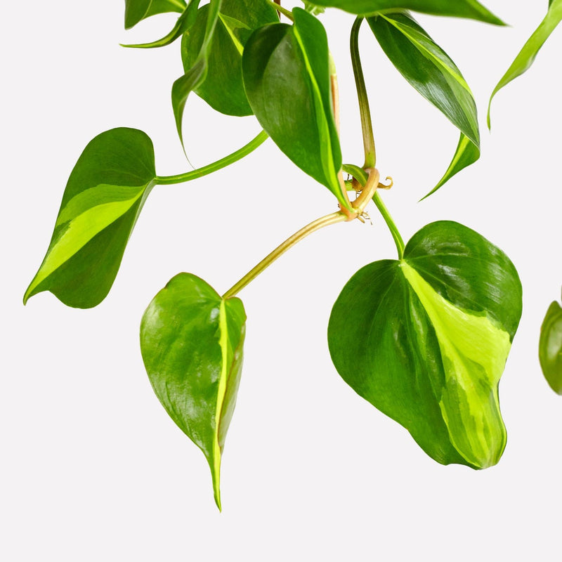 Philodendron scandens brazil, close up van geel, groene hartvormige bladeren die hangen. . 