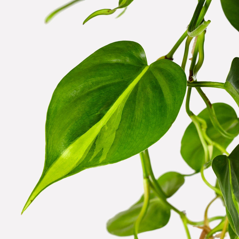 Philodendron scandens brazil, close up van geel, groen hartvormige blad.
