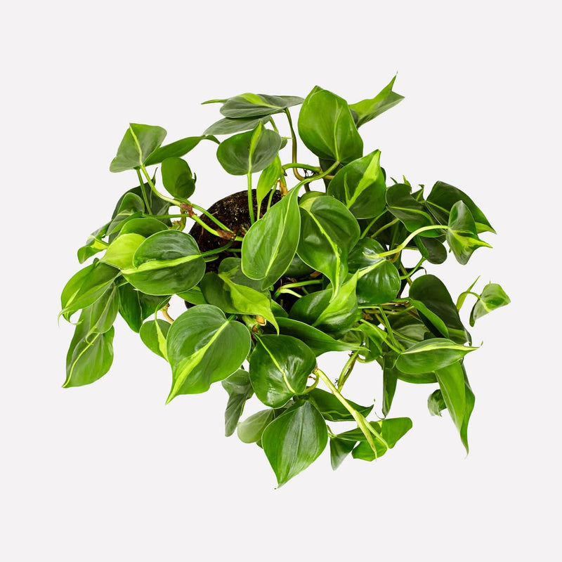 Philodendron scandens brazil, hele plant van bovenaf gezien met geel, groene hartvormige bladeren.