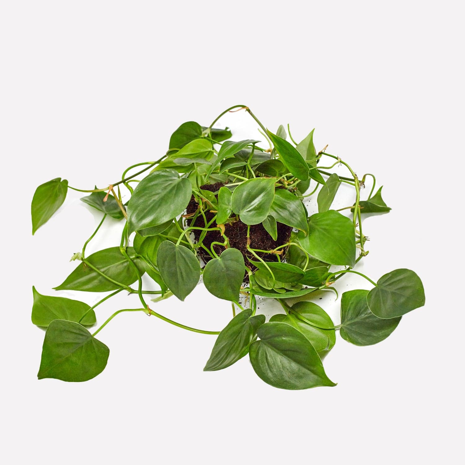 Philodendron Scandens Natural - Planta Colgante De Interior Fácil De Cuidar