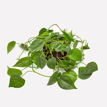 Philodendron scandens Philodendron scandens