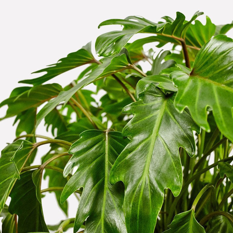 philodendron xanadu, grote, gekartelde bladeren.