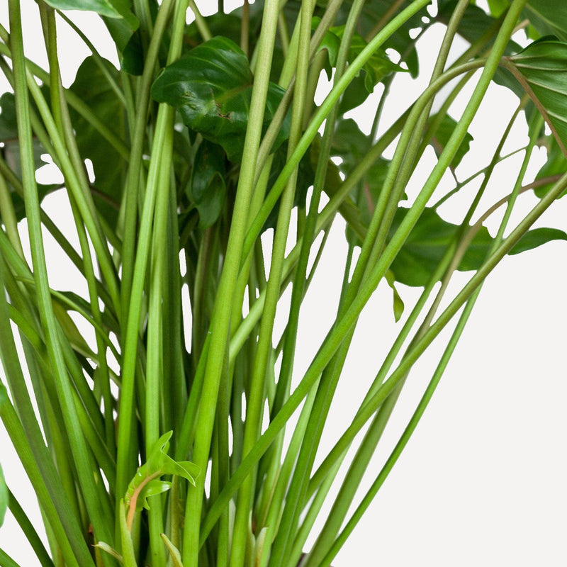 philodendron xanadu, close up van veel groene stengels.