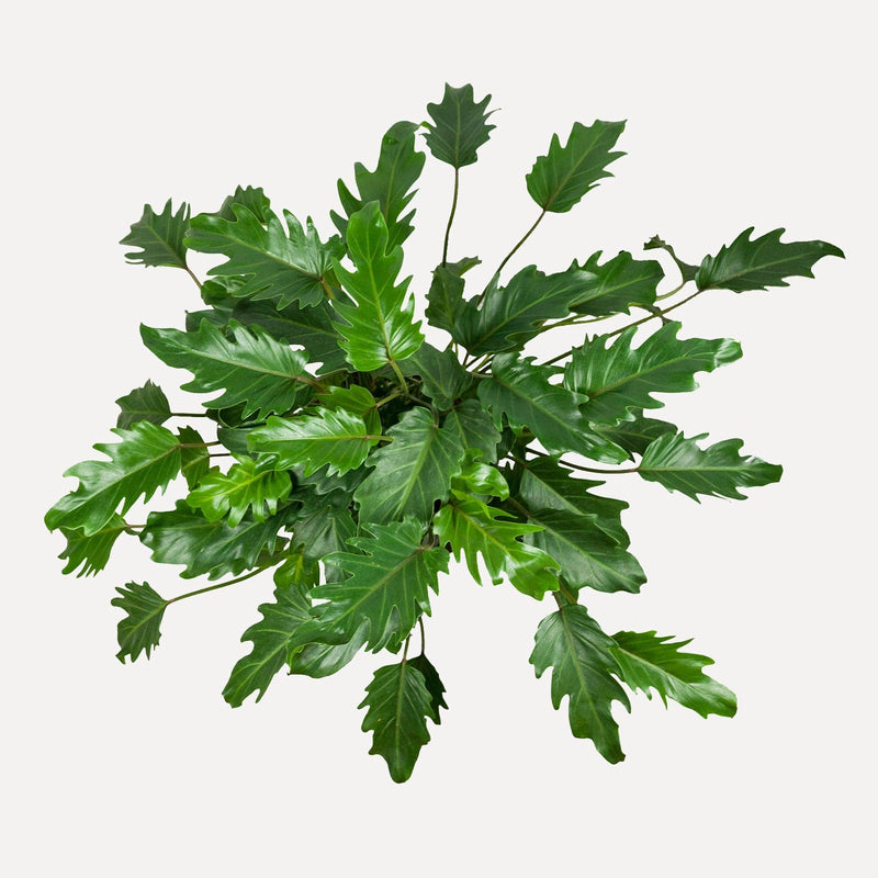 philodendron xanadu, plant van bovenaf gezien met grote, gekartelde bladeren.